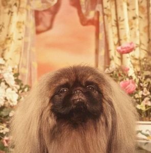 Meet your Posher, Jayden